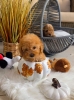 Nove bebice toy I mini pudle