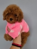 Nove bebice toy I mini pudle