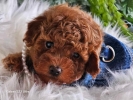 Nove bebice toy I mini pudle