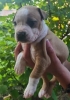 Pitbull štenci