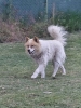 Poklon - Mešanac akita inu i samojeda, star 2 godine,