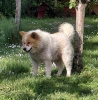 Poklon - Mešanac akita inu i samojeda, star 2 godine,