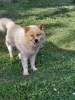 Poklon - Mešanac akita inu i samojeda, star 2 godine,