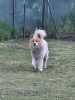 Poklon - Mešanac akita inu i samojeda, star 2 godine,