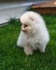 Pomeranski spic