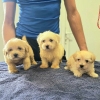 Prelepi Maltipoo štenci