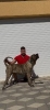 Presa Canario ženka