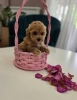 Preslatki maleni MALTIPOO stenci,