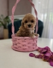 Preslatki maleni MALTIPOO stenci,