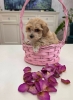 Preslatki maleni MALTIPOO stenci,
