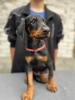 Prodaju se prelepi štenci dobermana, stari 3 meseca