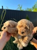 Pudle i maltipoo štenci