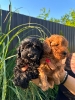 Pudle i maltipoo štenci