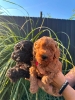 Pudle i maltipoo štenci