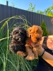 Pudle i maltipoo štenci