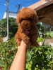 Pudle