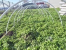 PVC cevi za plastenik