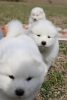 Samojed prelepi štenci
