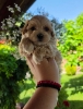 Savrseni maltipoo bebani spremni su za preuzimanje.