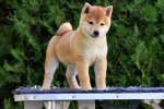 Shiba Inu / Šiba inu, štenci