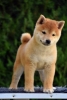 Shiba Inu / Šiba inu, štenci