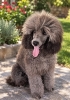 Silver Poodle/Francuska Pudla.musko stene