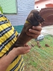 Štenad patuljastog jazavičara jelenje boje