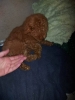 Štenci toy crvene pudle