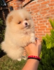 Teddy bear pomeranci, dve sestre