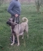 Turski Kangal stenci