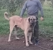 Turski Kangal stenci