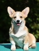 Velski korgi/Welsh Corgi Pembroke štenci