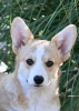 Velski korgi/Welsh Corgi Pembroke štenci