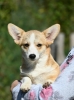 Velski korgi/Welsh Corgi Pembroke štenci