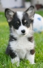 Velški korgi/Welsh Corgi Pembroke