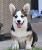 Velški korgi/Welsh Corgi Pembroke