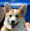 Velski korgi/Welsh Corgi Pembroke
